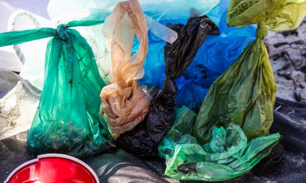How Long Does It Really Take a Plastic Grocery Bag to Degrade?
