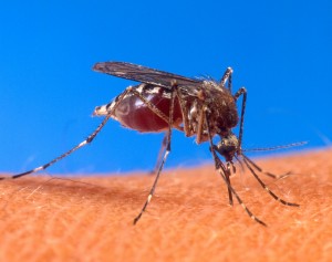 According to Maria Diuk-Wasser at the Yale School of Public Health, the onset of human-induced global warming is likely to increase the infection rates of mosquito-borne diseases like malaria, dengue fever and West Nile virus by creating more mosquito-friendly habitats. Photo: US Department of Agriculture
