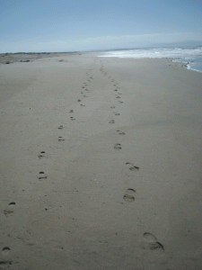Footsteps in the sand. Photo: Amanda Gunther