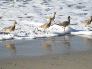 Godwits playing in the surf. Photo: Steve Moyles