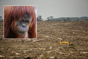 The explosion in palm oil use, largely to replace unhealthy trans fats in food, has wreaked havoc on tropical rainforest ecosystems across Southeast Asia, pushing some endangered species -- including orangutans like the one pictured here -- to the brink. Credit: Orangutan: Roger Smith; Clearcut: Greenpeace  