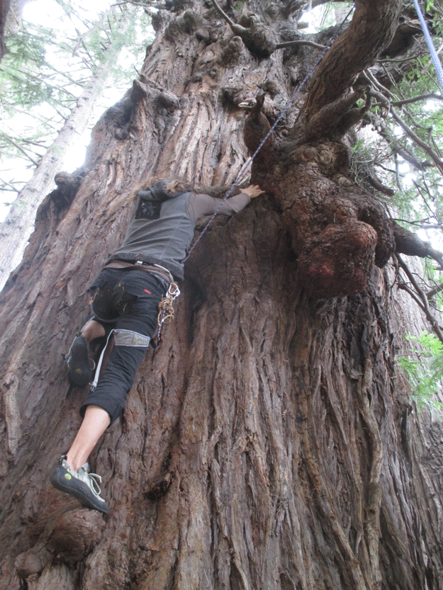 Sometimes shoes, harness and a top rope are required when climbing a gnarly old growth. Photo: Micah Posner