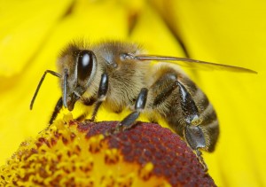 Attracting Backyard Pollinators