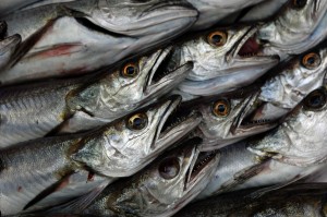 Fisheries On The Brink Of Collapse