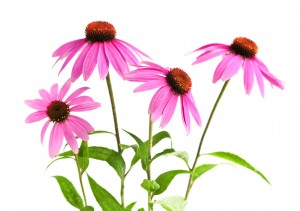 Is Echinacea Effective at Preventing or Treating Colds?