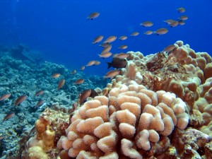 Hawaii’s Threatened Coral Reefs