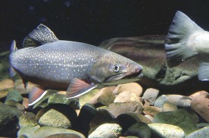Trout Populations Shrinking?