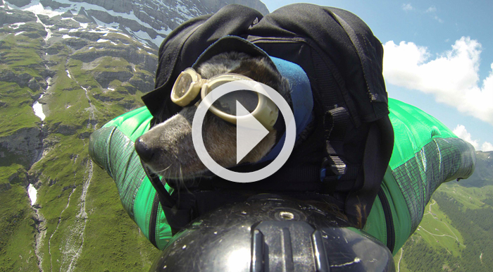 Video: “When Dogs Fly” trailer