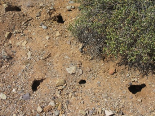 Belding's ground squirrel holes