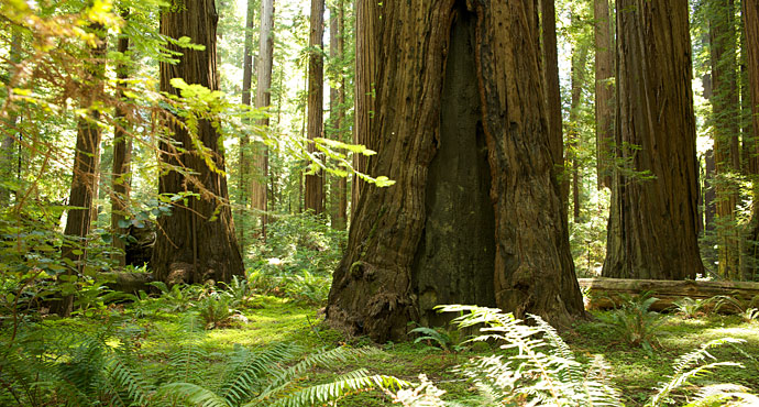 Humboldt Redwoods State Park. Photo by Humboldt State University.