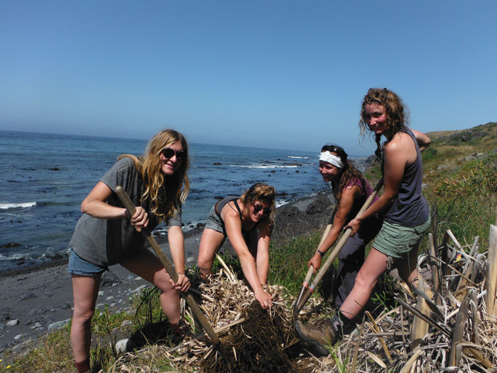 Staff and volunteers working hard to protect the Mattole from invasive species (Unity Minton/MRC).
