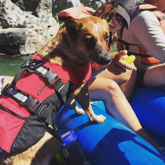 Zen, the River Rafting Pup.  She commanded the raft ... obviously.