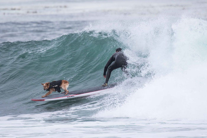 World Dog Surfing Championships 2016