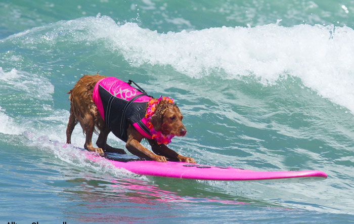 Surf Dog Ricochet Raises Half Million Dollars for Human and Animal Causes