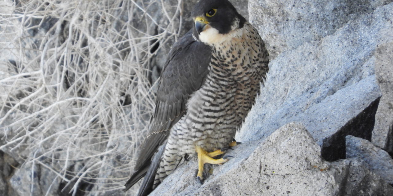 Peregrine Falcons Thriving at Lake Tahoe Thanks to Group Effort