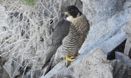 Peregrine Falcons Thriving at Lake Tahoe Thanks to Group Effort