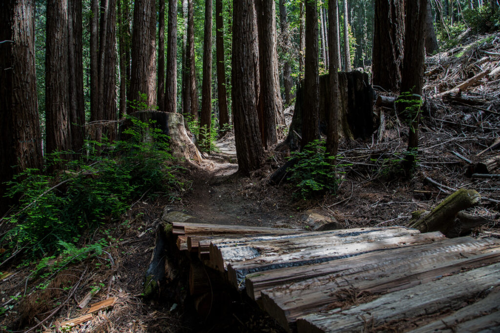 Santa Cruz Mountains Trail Stewardship