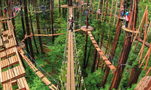Redwood Canopy Tour Prize