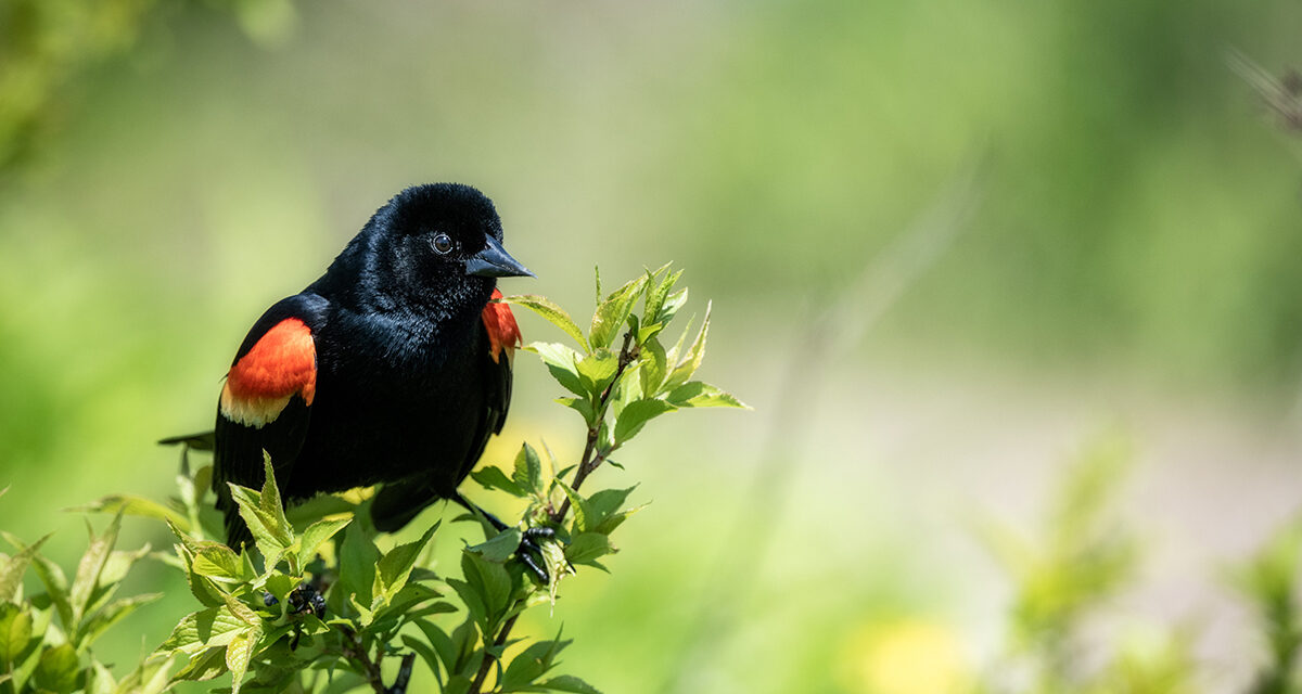 EarthTalk: How are bird populations faring? 