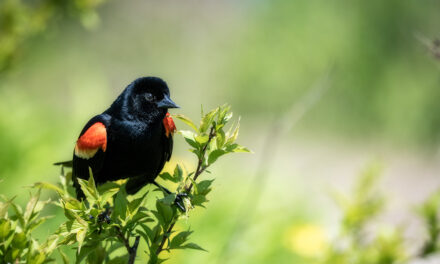 EarthTalk: How are bird populations faring? 