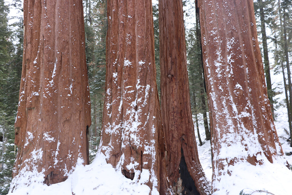 Photo of Grant Grove’s giant sequoias in King's Canyon