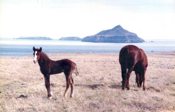 horses on Santa Cruz Island with a view of Anacapa