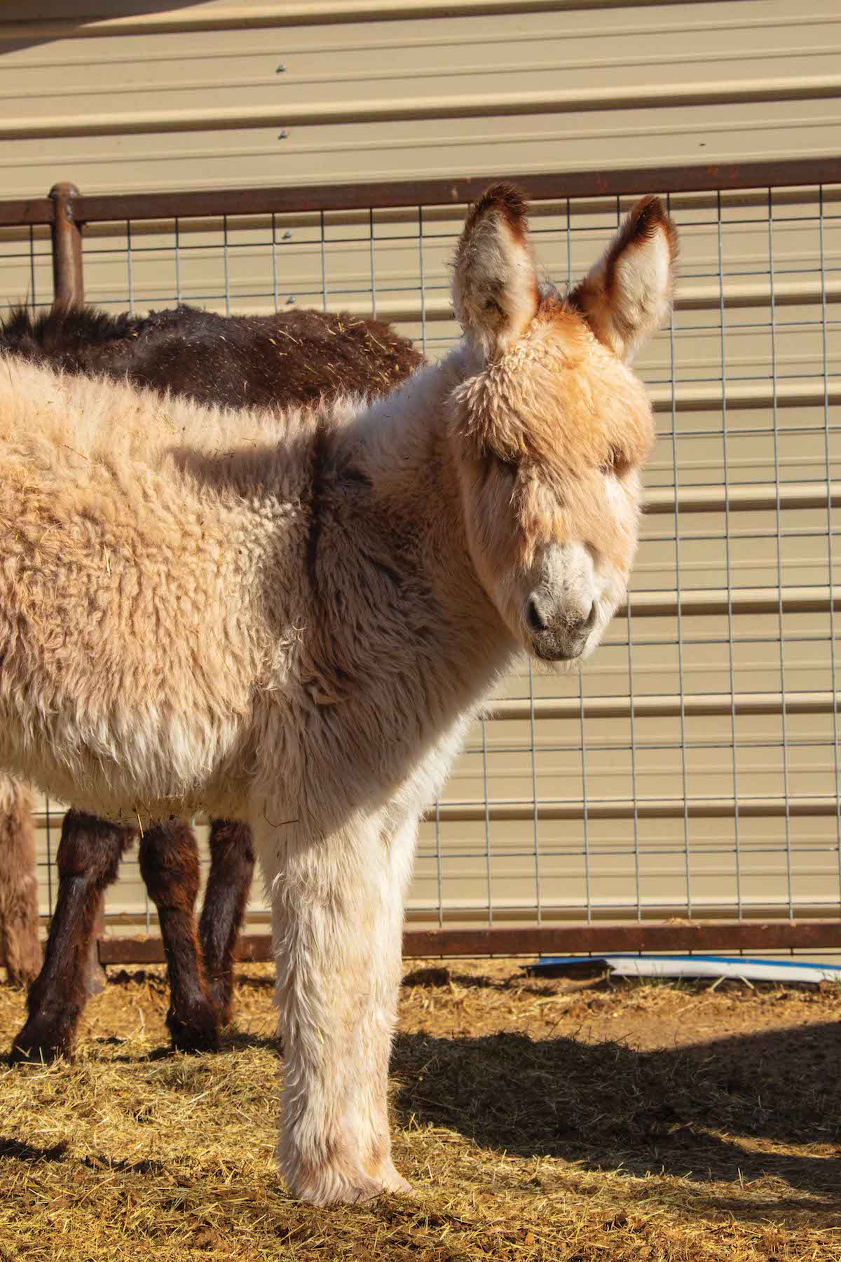 An image of the donkey named after Betty White