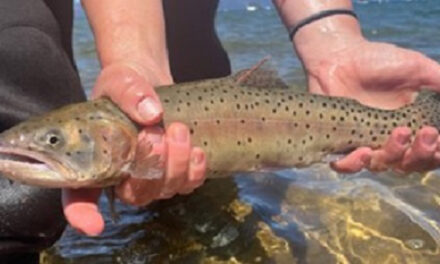 Lake Tahoe To Receive 100,000 Lahontan Cutthroat Trout This Summer