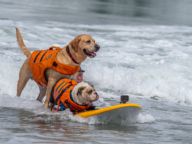 Photo of two dogs on a surfboard in the World Dog Surfing Championships