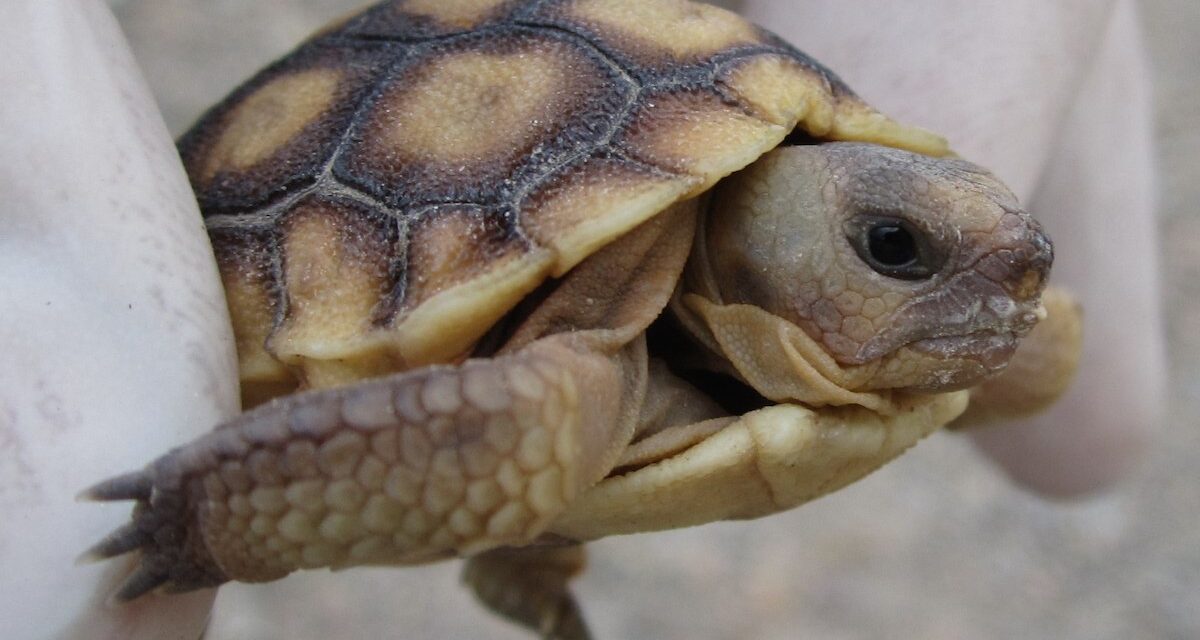 Saving Baby Tortoises