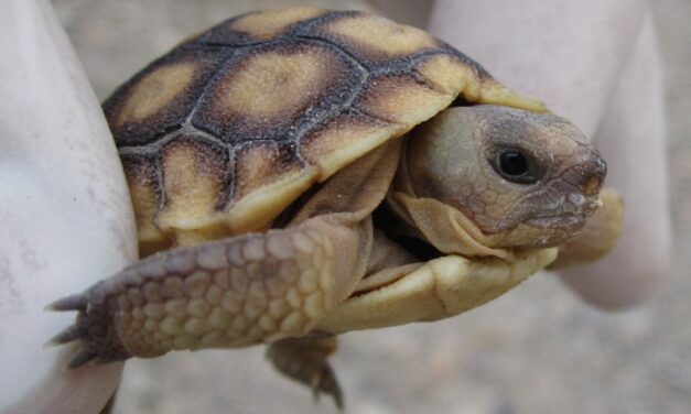 Saving Baby Tortoises