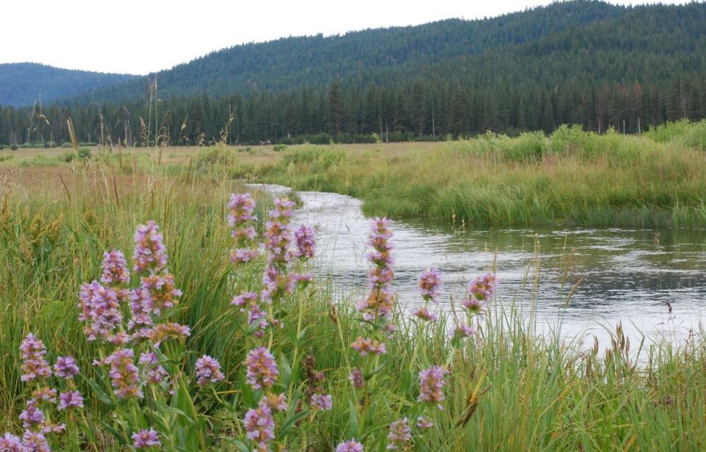 Wildlife Conservation Board Funds Environmental Improvement And Acquisition Projects