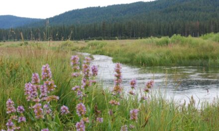 Wildlife Conservation Board Funds Environmental Improvement And Acquisition Projects