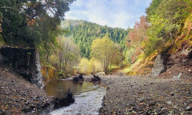 $22.5 Million To Benefit Salmon And Support Critical Habitat Projects Statewide