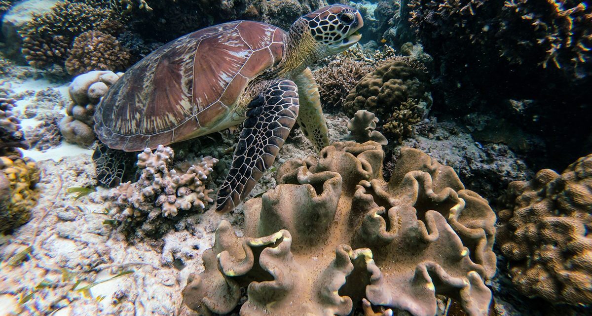 Earthtalk: What Can We Do To Save Dying Coral Reefs?
