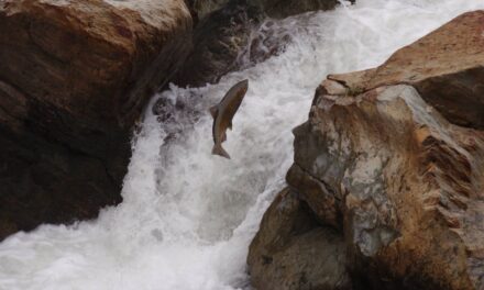 World’s Largest Salmon Restoration Project Underway on the Klamath River