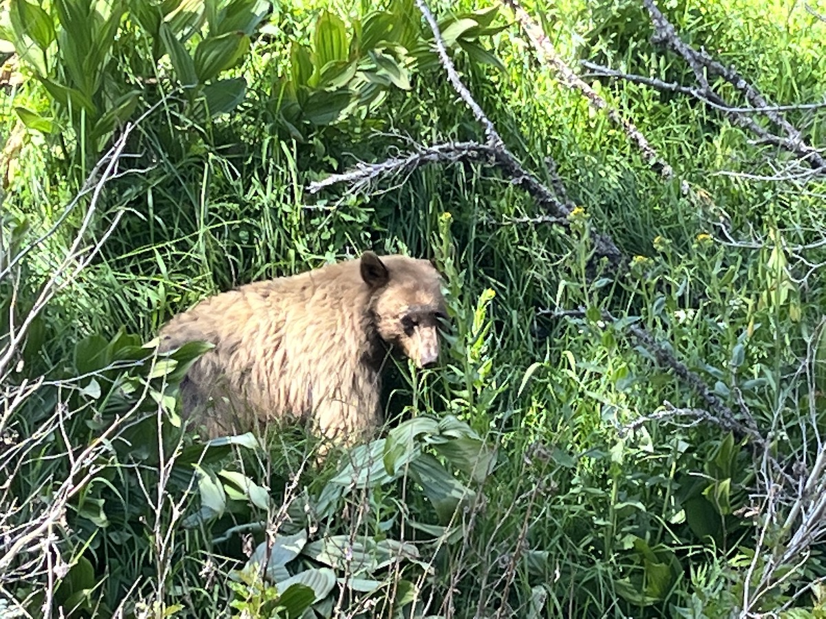 A brown bear wandered through camp but did no harm.
