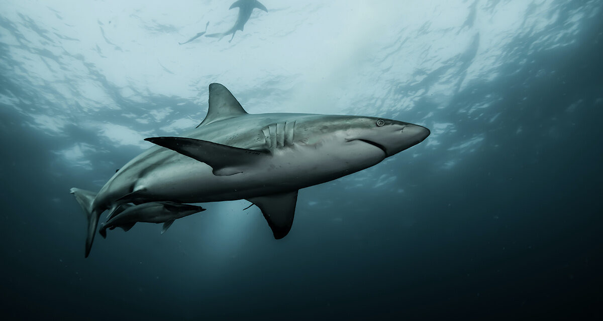 Earthtalk: You Hear a Lot About Shark Sightings and Attacks Nowadays; Does This Mean That Sharks Are More Abundant Than Ever and Doing Well Overall—or the Opposite?