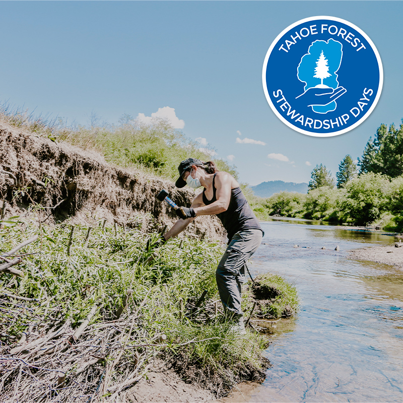 Photo of woman working on restoration near a river with the Tahoe Forest Stewardship Day logo in upper right hand corner.