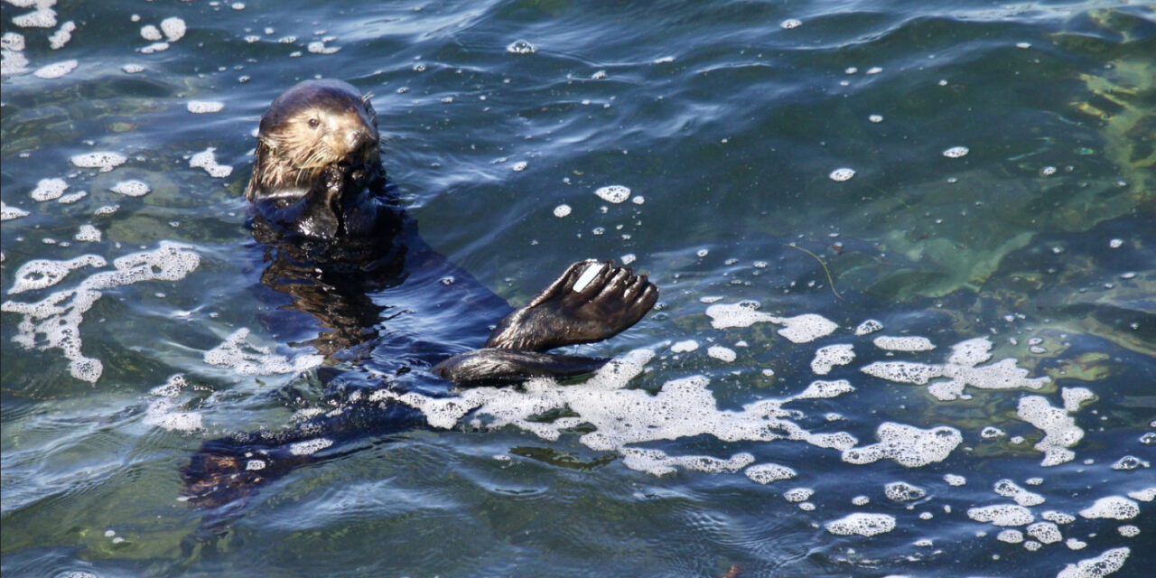 Wildlife Officials Attempt Safe Capture Of Unusually Aggressive Sea Otter In Santa Cruz