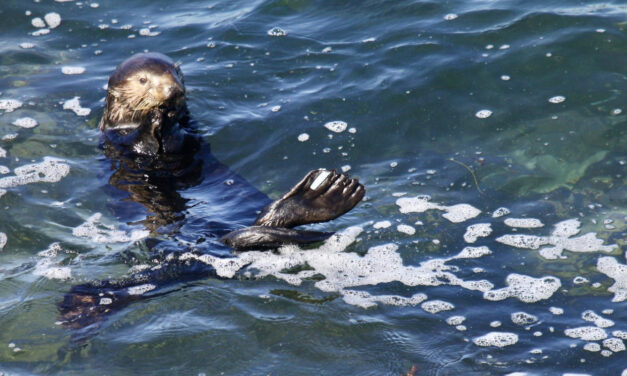 Wildlife Officials Attempt Safe Capture Of Unusually Aggressive Sea Otter In Santa Cruz
