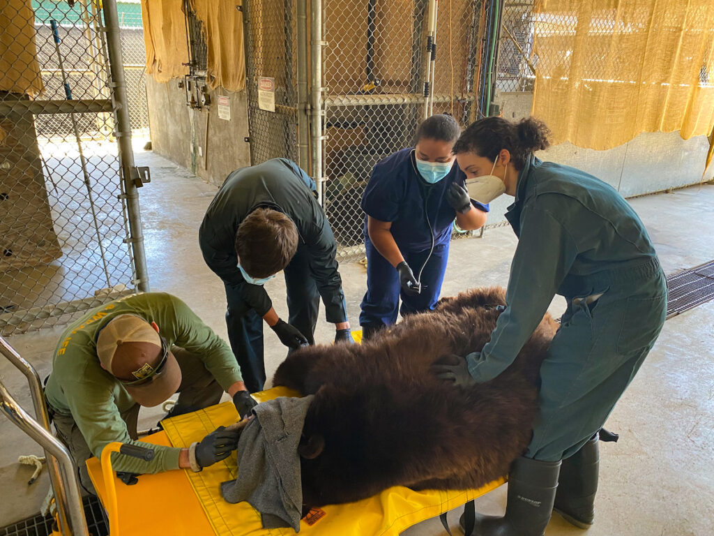 wildlife biologists examining a bear 