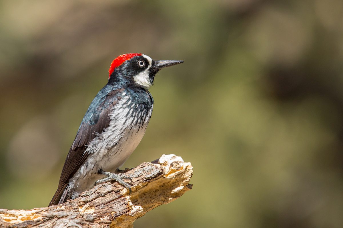 the acorn woodpecker (melanerpes formicivorus) and about two dozen other bird species are closely associated with oak and prairie habitats (mick thompson)