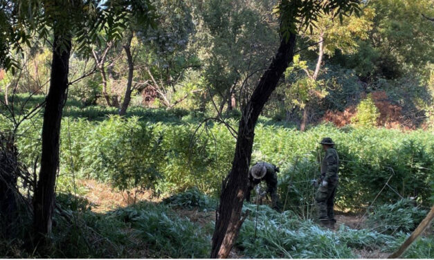 CDFW’s Cannabis Enforcement Program Targets Illegal Operations On Public And Private Lands