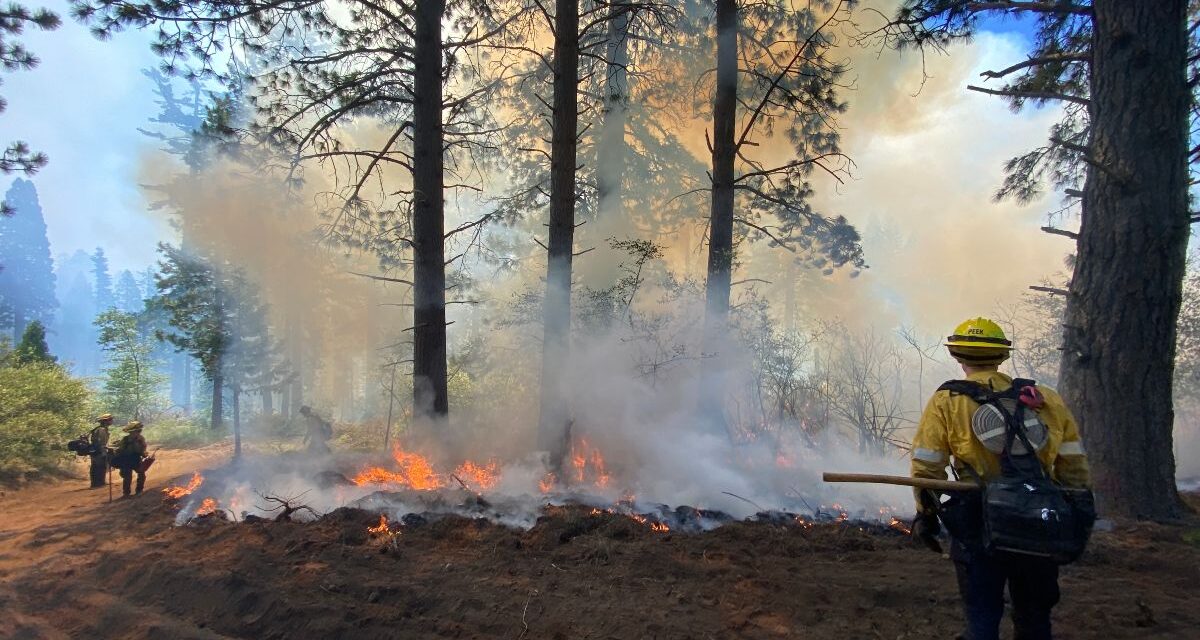 California State Parks and Cal Fire Plan Prescribed Burn at Calaveras Big Trees State Park