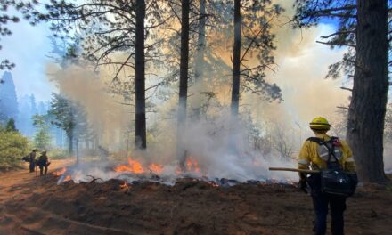 California State Parks and Cal Fire Plan Prescribed Burn at Calaveras Big Trees State Park