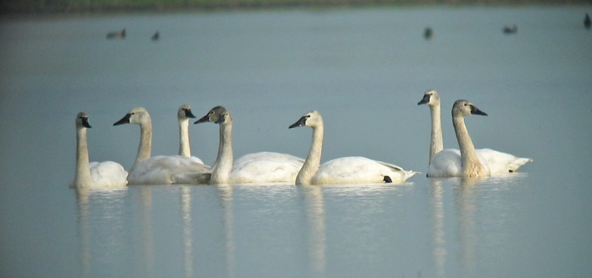 CDFW Offering Free Swan Tours This Fall and Winter