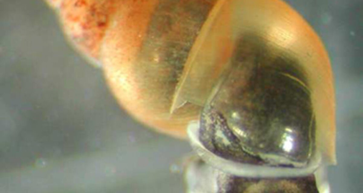 Invasive Mudsnails Detected at Lake Sonoma Fish Hatchery
