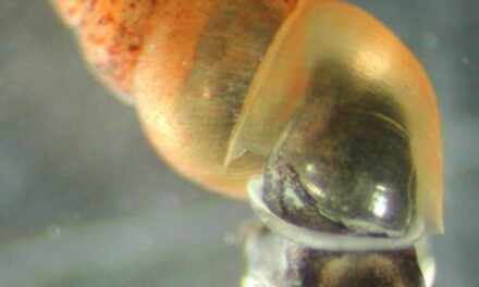 Invasive Mudsnails Detected at Lake Sonoma Fish Hatchery