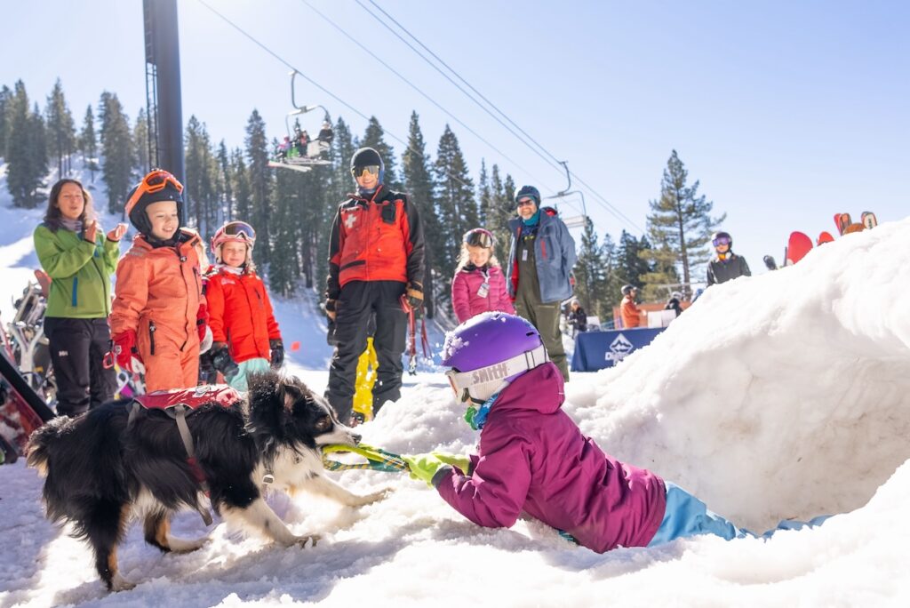 Children working with avalanche safety dog.